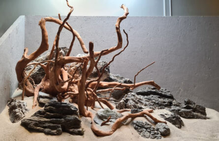 Landscape rock & Azalea Hardscape 80cm
